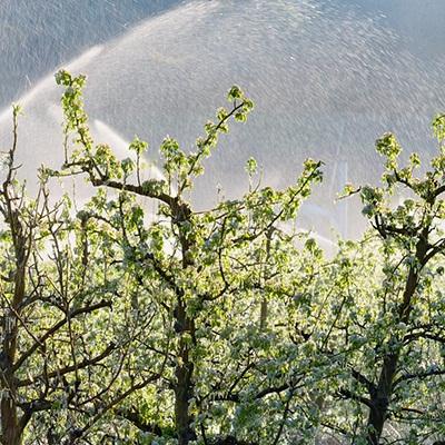 Harry & David   Fruit protection   Sprinkler systems create ice to protect pear trees from sub freezing temperatures.