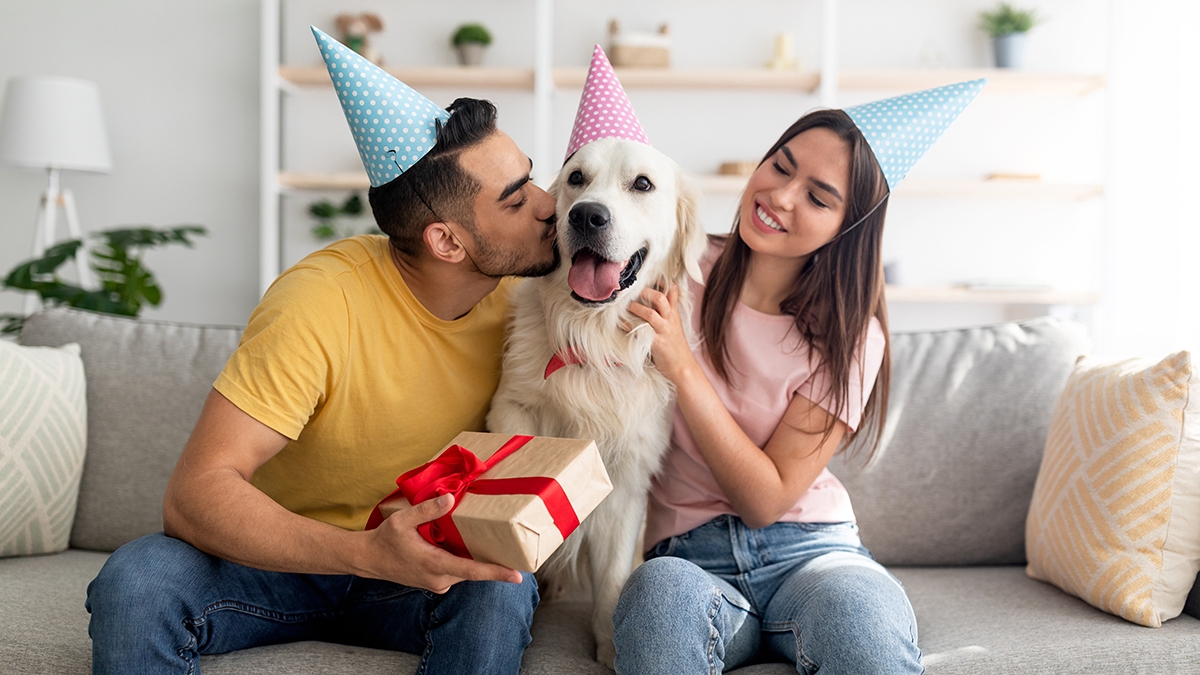 Young multinational couple in party hats celebrating dog's birthday, holding gift box, kissing their pet at home. Affectionate owners giving golden retriever wrapped present indoors