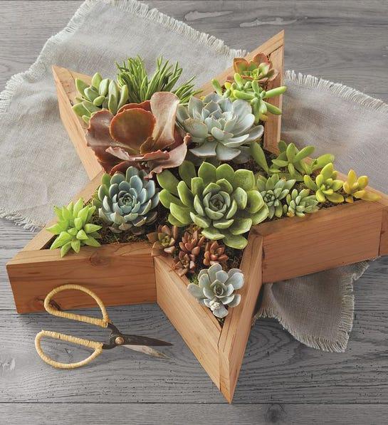 corporate gifting succulent