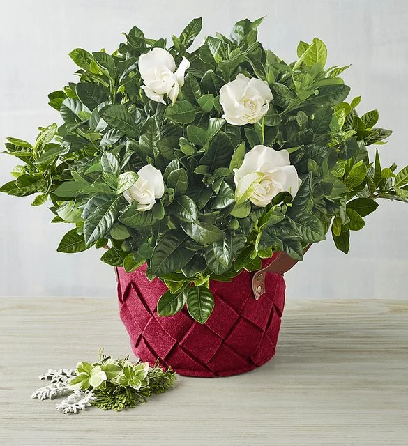 thanksgiving host gifts plant holiday gardenia