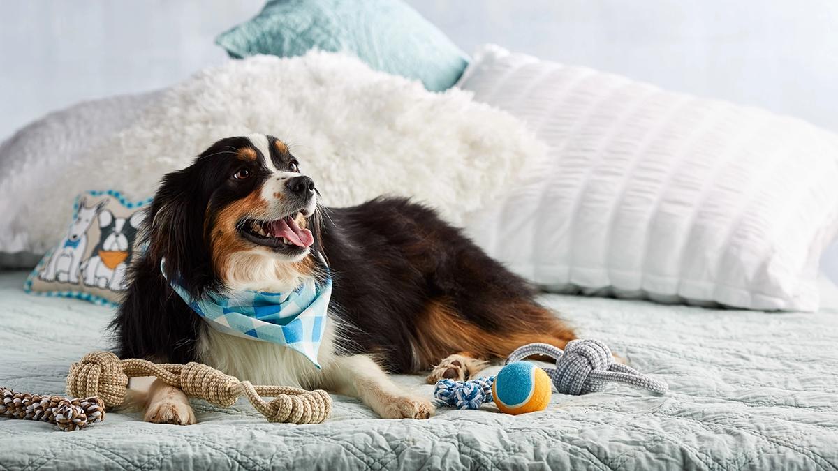 gifts for pets dog on bed