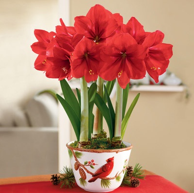 Red Lion Amaryllis are famous for their vibrant color a full blooms   Christmas flowers from Harry & David