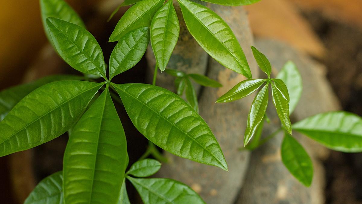 Money tree Pachira aquatica with leaves in a strong green shade symbol of luck wealth money tree care vitality fresh cosmetic