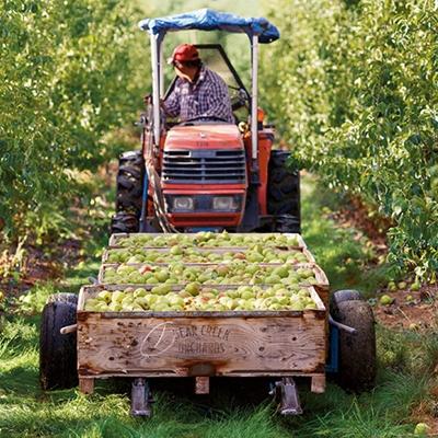 journey of a pear harvest by numbers