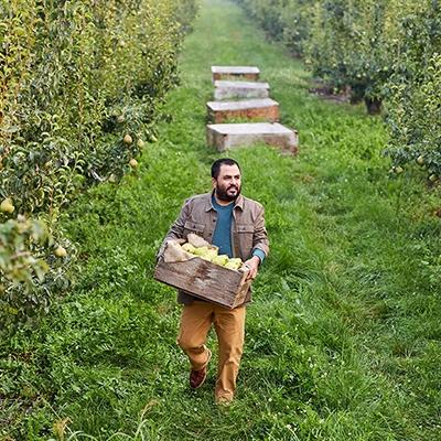 journey of a pear harvest