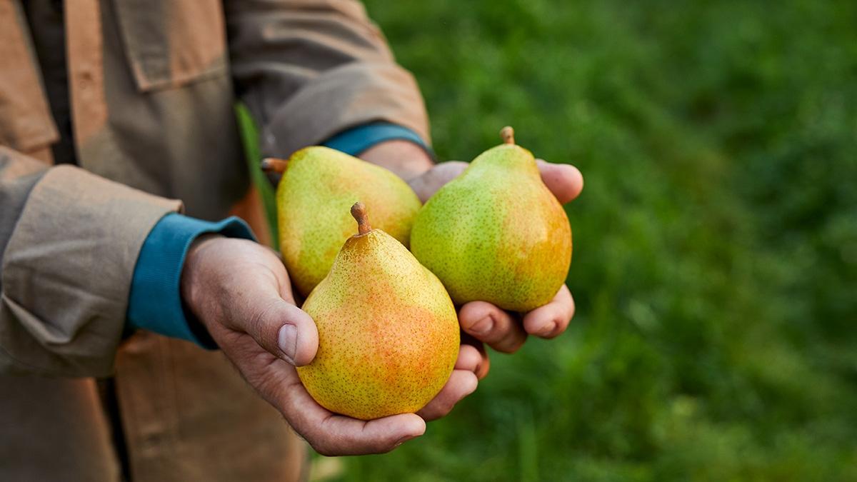 facts about pears pears in hands