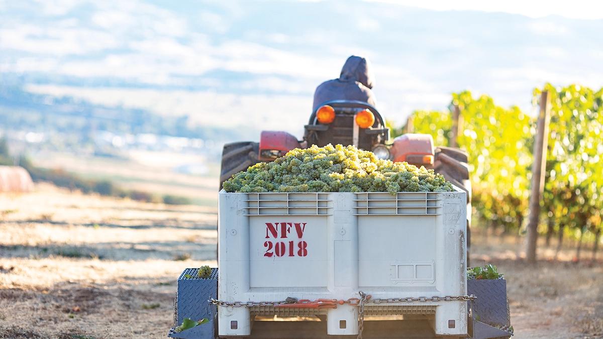 grape harvest truck
