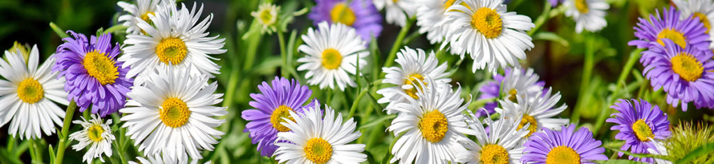 September birthday flower, asters in a field.