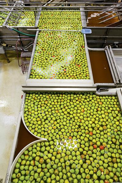 facts about pears image   pear conveyor belt