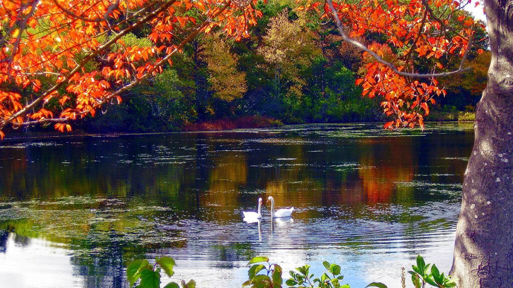 loving fall image    swans in a pond