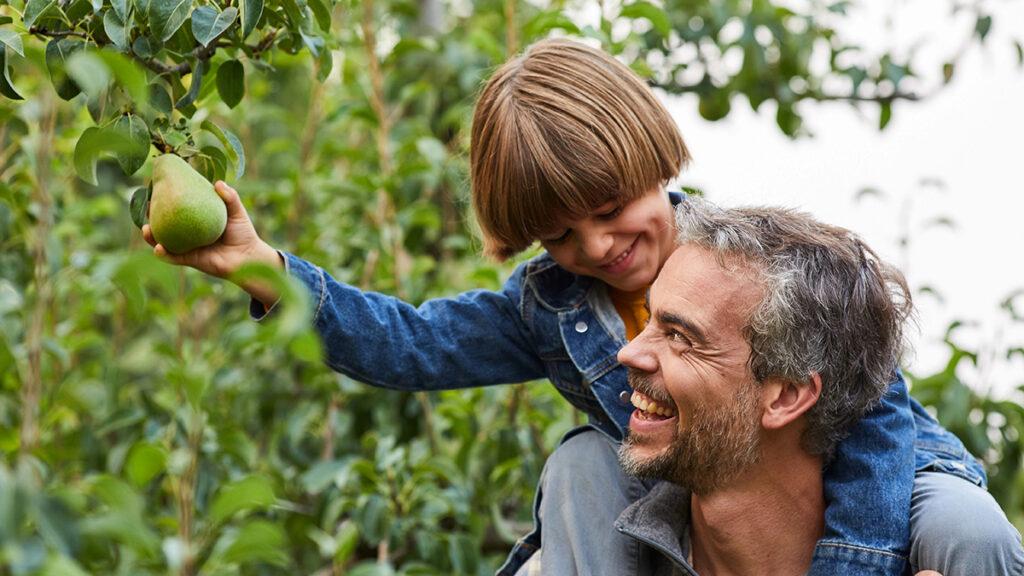 facts about pears image   father and son picking pears