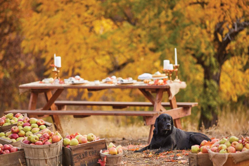 fall leaves image   black dog lying in front of table with fall leaves and barrels of apples surrounding him.