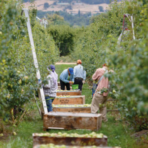 https://harryanddavid.com/blog/wp content/uploads///Harry David Pears Orchard Harvest x