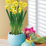 https://harryanddavid.com/blog/wp content/uploads///Easter daffodil garden gift harryanddavid x