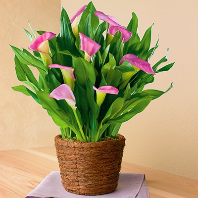 https://harryanddavid.com/blog/wp content/uploads///calla lillies harryanddavid