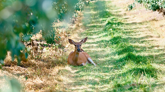 https://harryanddavid.com/blog/wp content/uploads///deerpictures harryanddavid outdoorphotography last