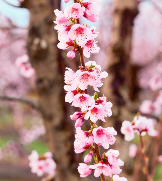 https://harryanddavid.com/blog/wp content/uploads///peach blossoms flowers spring harryanddavid