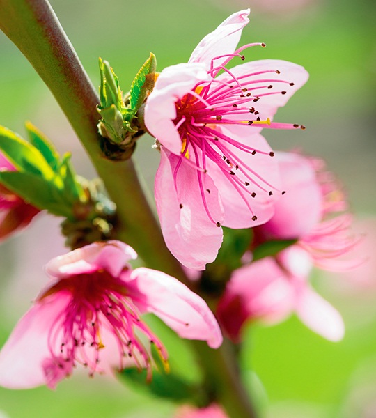 https://harryanddavid.com/blog/wp content/uploads///peach flower blossoms harryanddavid th