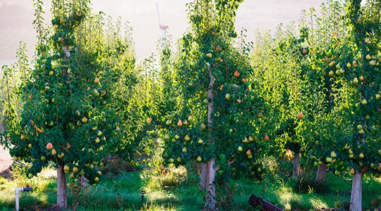 https://harryanddavid.com/blog/wp content/uploads///pear trees fruit trees oregon harryanddavid