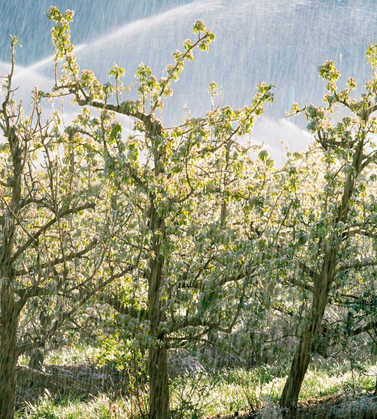 https://harryanddavid.com/blog/wp content/uploads///sprinklers fruit trees spring oregon harryanddavid