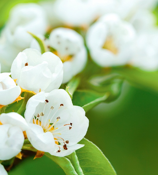 https://harryanddavid.com/blog/wp content/uploads///white flowers blossoms harryanddavid