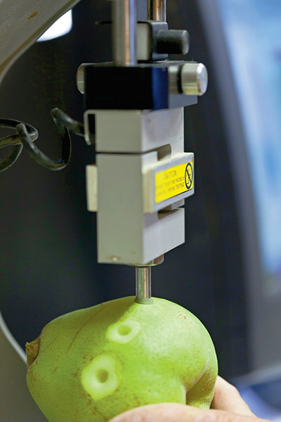 Our labs fruit texture analyzer in action