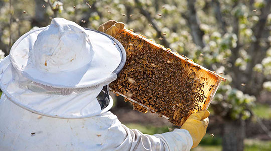 Bee Pollination in Our Orchards at Harry  David