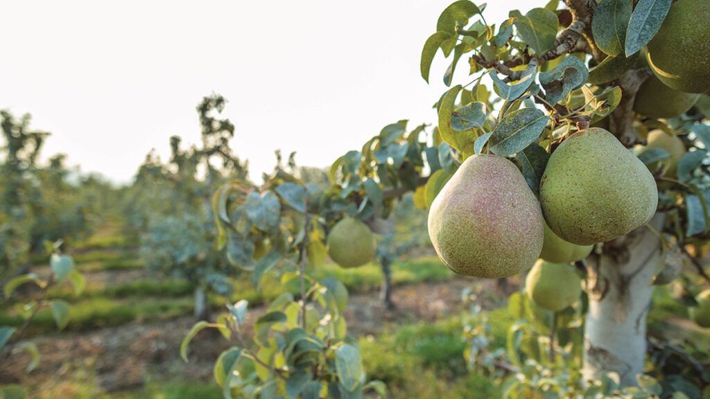 Pear orchard.