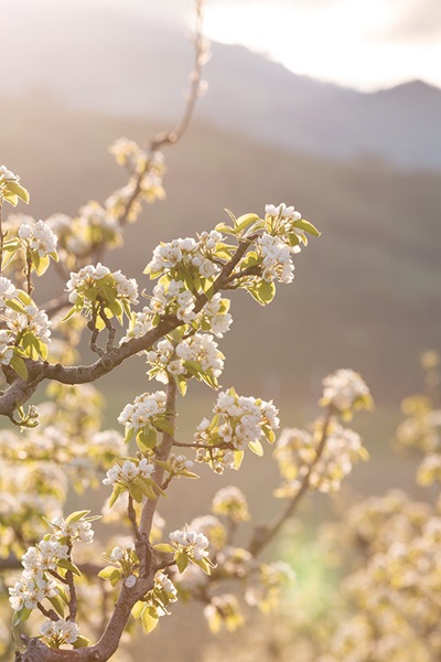 Flowering Pear Trees   Images   Harry & David