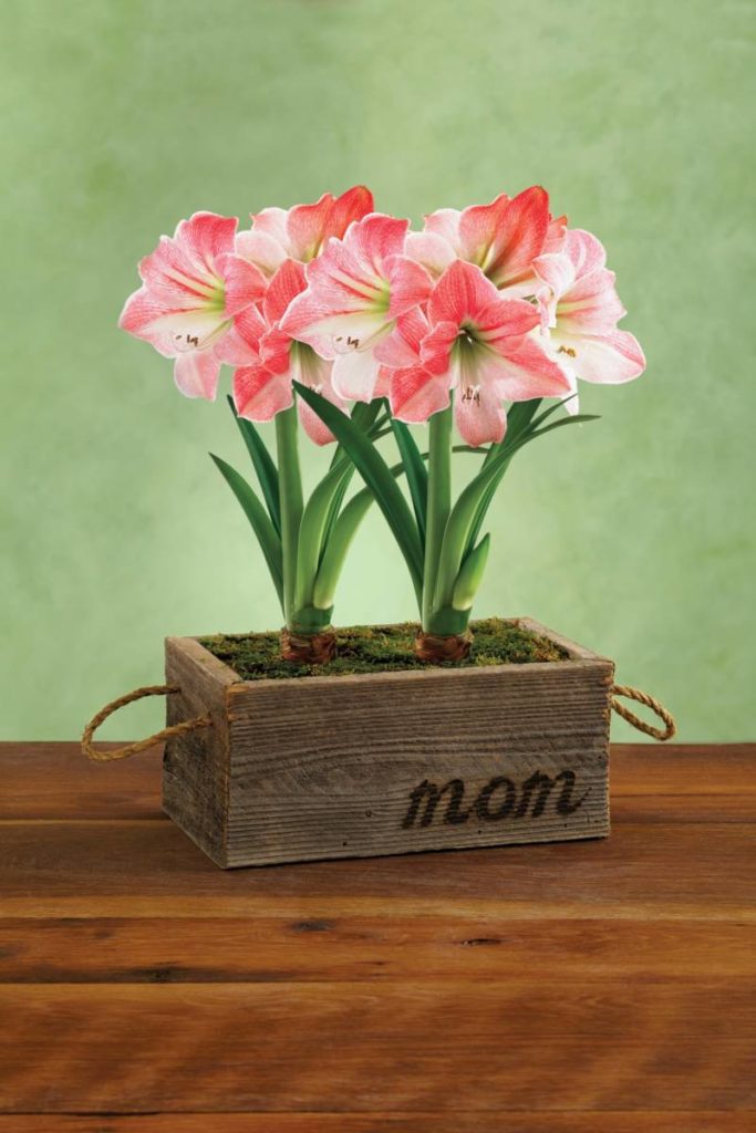 https://www.harryanddavid.com/blog/wp content/uploads///HD Mothers Day Amaryllis x