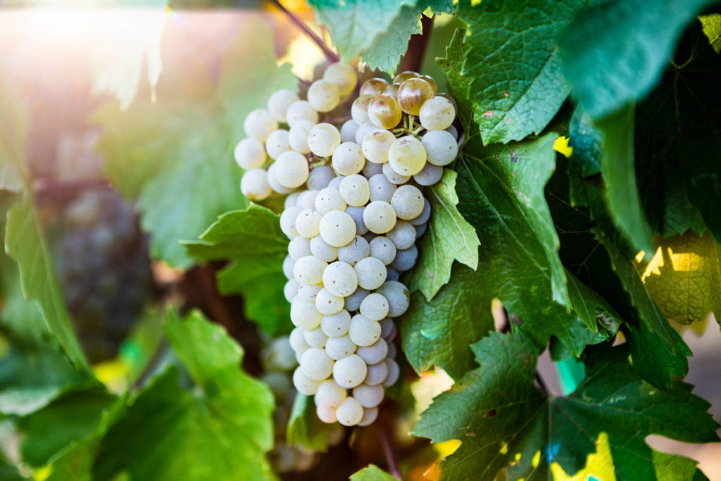 Terms for wine with a bunch of chardonnay grapes on a vine.