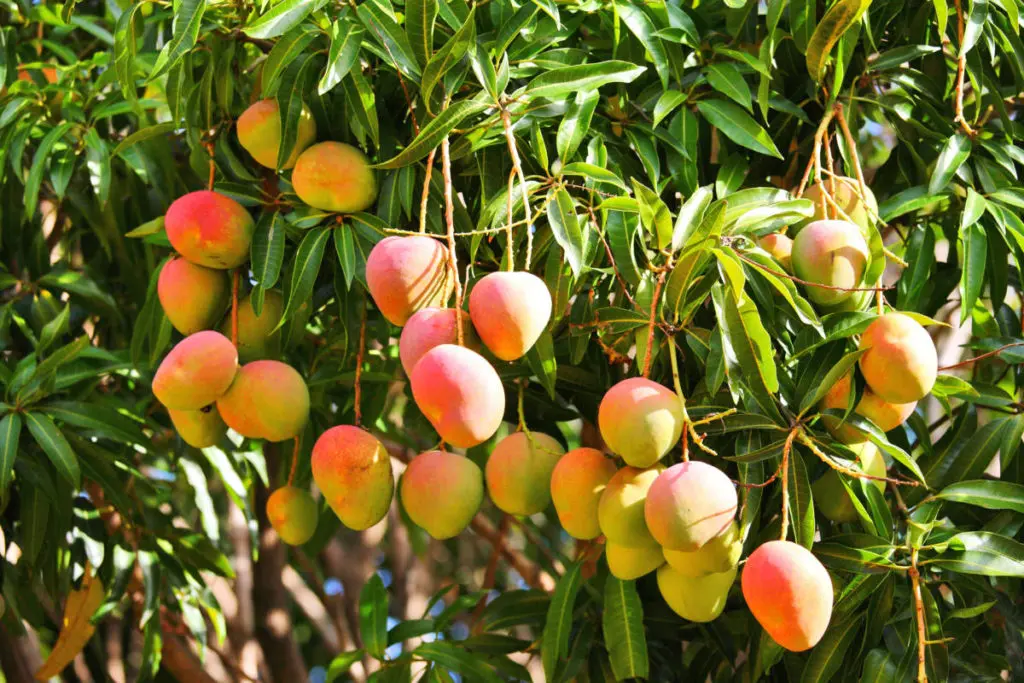 Mango, Description, History, Cultivation, & Facts