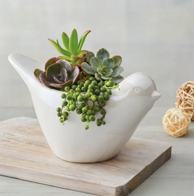 https://www.harryanddavid.com/blog/wp content/uploads///Succulents in Dove Planter