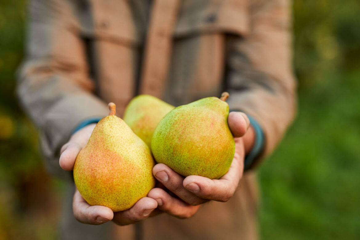7 Tips For How To Ripen Pears The Table By Harry And David