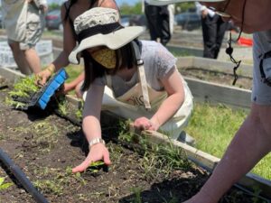 Hot sauce image   people planting starts in garden beds