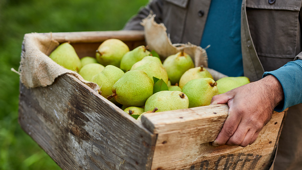 Comice Pears HUNGRY GERALD