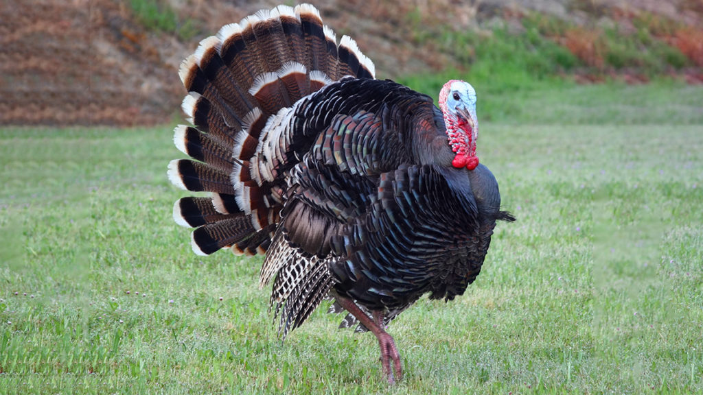 https://www.harryanddavid.com/blog/wp content/uploads///facts about thanksgiving live turkey x