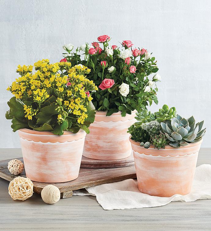 A photo of gifts for women with three potted plants on a wooden counter