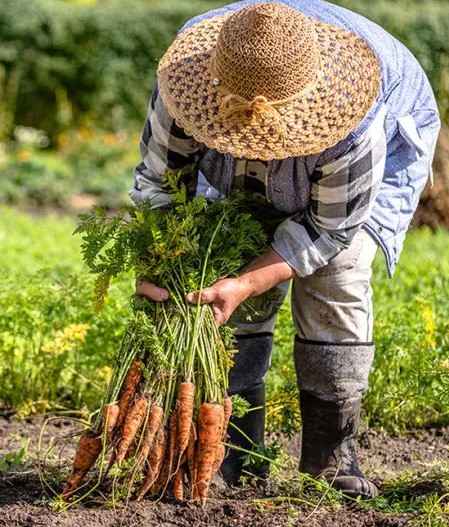 A photo of history of carrots with someone pulling a bunch of carrots out of the ground.