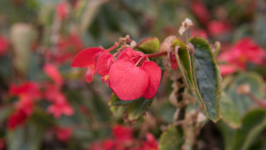 https://www.harryanddavid.com/blog/wp content/uploads///edible flowers Citrus Begonia Growing x