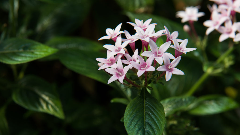 https://www.harryanddavid.com/blog/wp content/uploads///edible flowers Egyptian Star Flower x