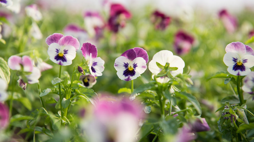 https://www.harryanddavid.com/blog/wp content/uploads///edible flowers Viola x