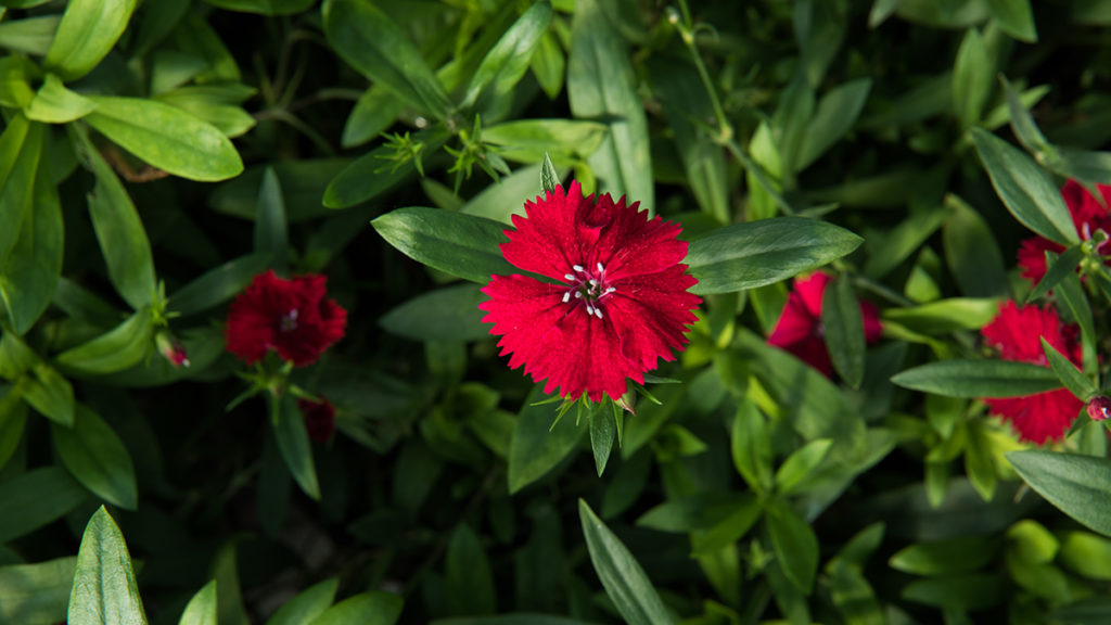 https://www.harryanddavid.com/blog/wp content/uploads///edible flowers red dianthus x