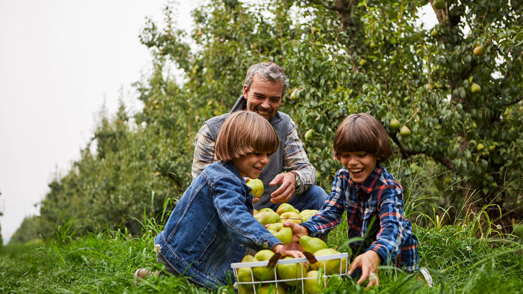 https://www.harryanddavid.com/blog/wp content/uploads///food puns boys father pears