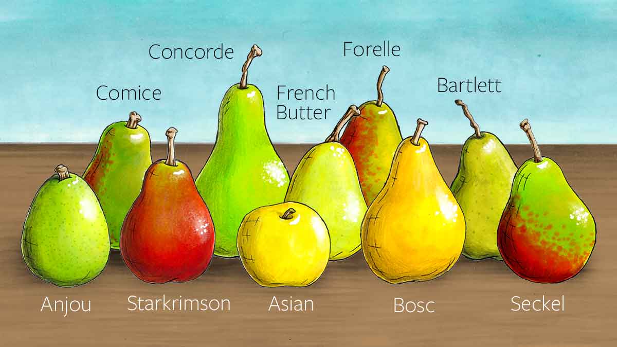 Types Of Pears And Other Pear Facts The Table By Harry And David 