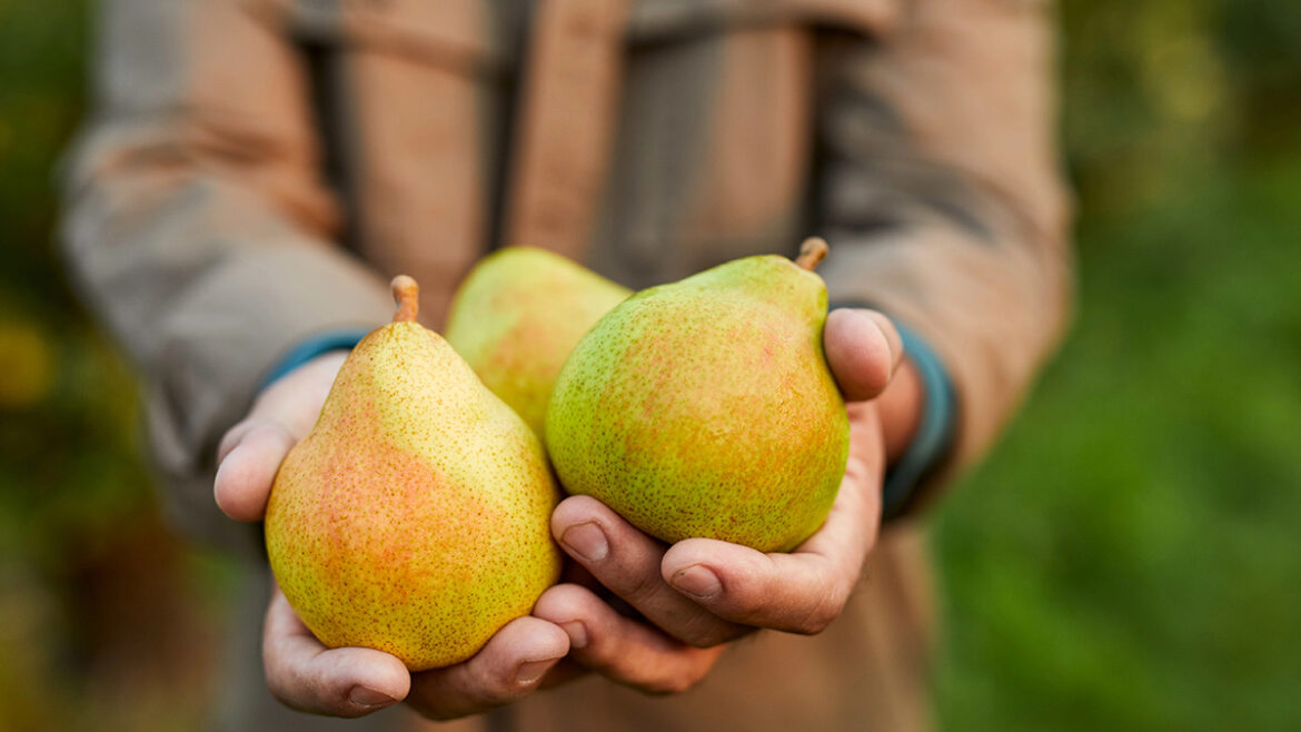 Types Of Pears & Other Pear Facts | The Table By Harry & David