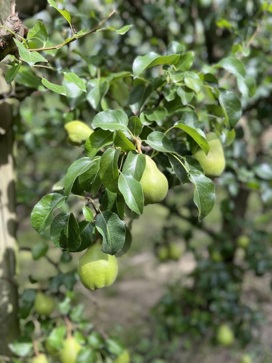 Ah, the Comice pear. Whether in France or Southern Oregon, they're beautiful everywhere!