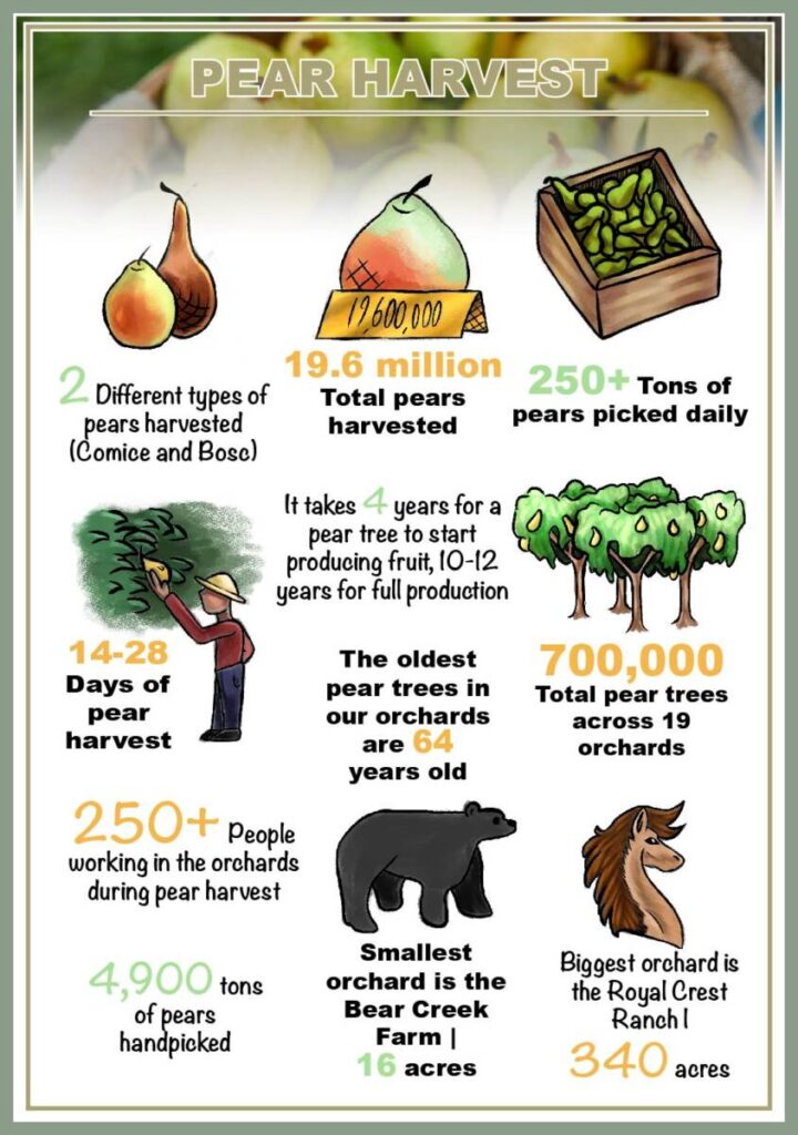 https://www.harryanddavid.com/blog/wp content/uploads///pear harvest Infographic x