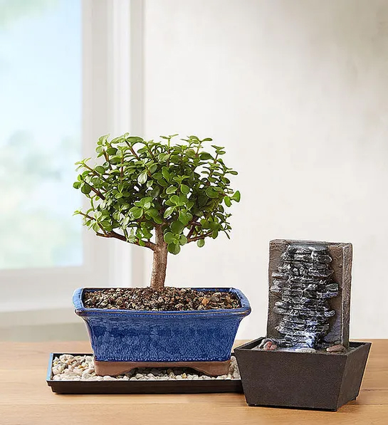 Gifts for coworkers with a bonsai tree next to a small fountain