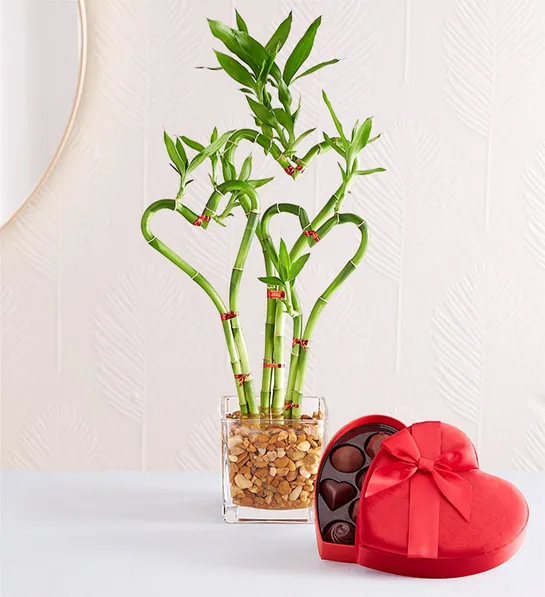 Valentines Day gifts for her with a bamboo plant shaped like hearts next to a box of chocolates